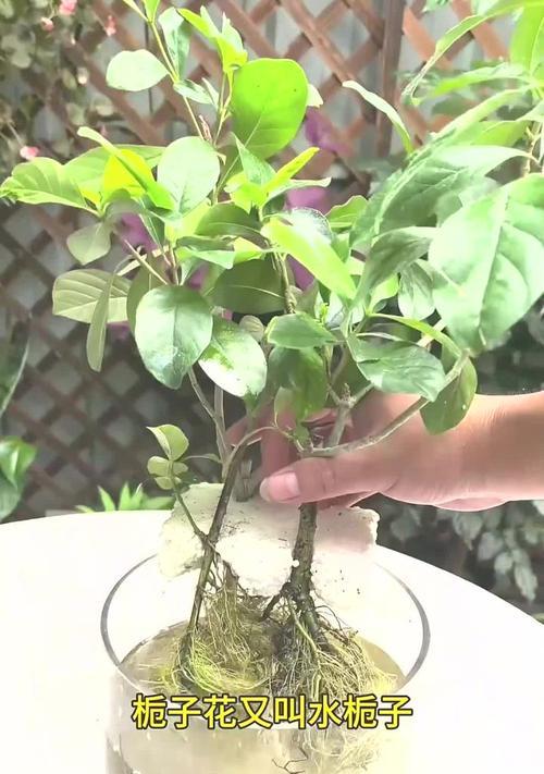 水培枝枝花的种植方法与技巧（以水为根，生长更美丽）-第2张图片-绿意生活