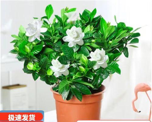 水培枝枝花的种植方法与技巧（以水为根，生长更美丽）-第1张图片-绿意生活
