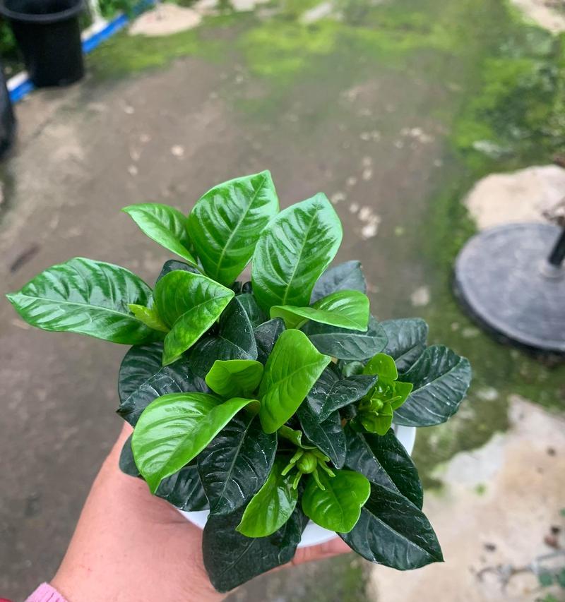 水培枝枝花的种植方法与技巧（以水为根，生长更美丽）-第3张图片-绿意生活
