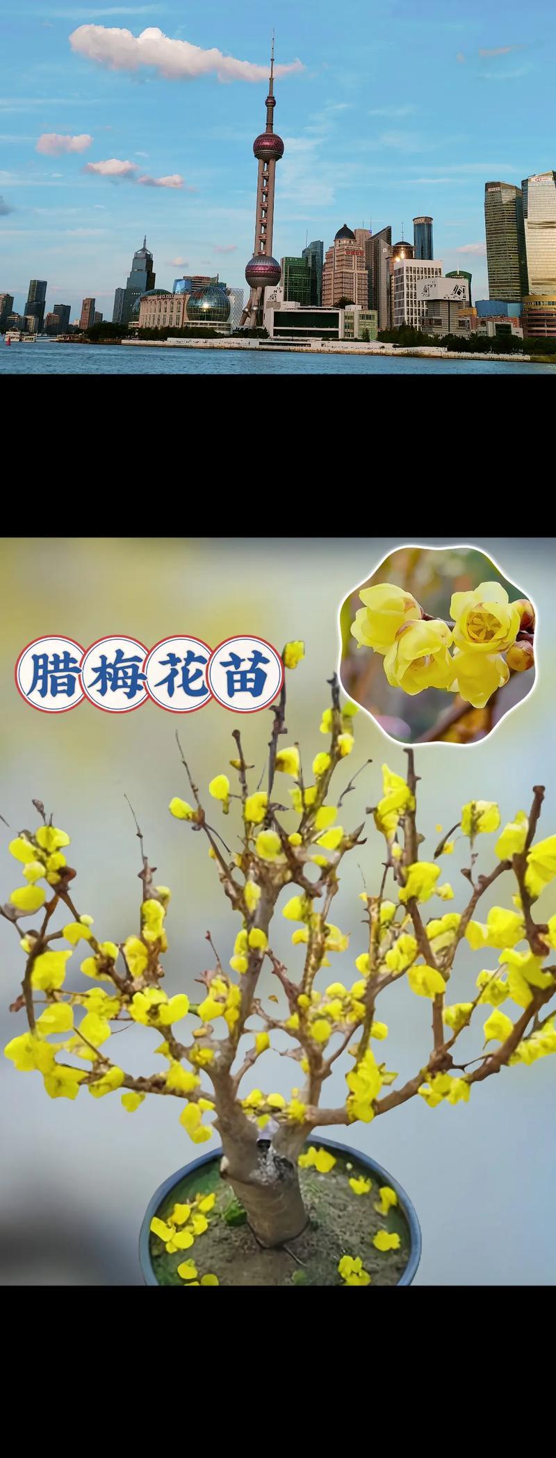 腊梅枝条插种技巧与养护方法（如何利用腊梅枝条成功繁殖美丽的腊梅植株）-第1张图片-绿意生活