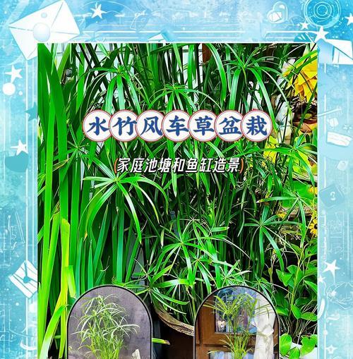 利用水竹叶子清理家居环境的妙招（环保、简单、高效——用水竹叶子打造清洁新方式）-第2张图片-绿意生活