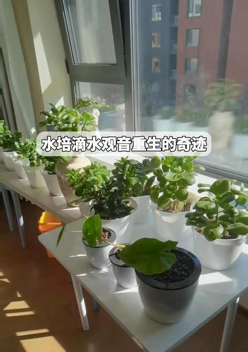 滴水观音如何成功移栽到土盆中（以水培滴水观音的正确移栽方法解析）-第2张图片-绿意生活