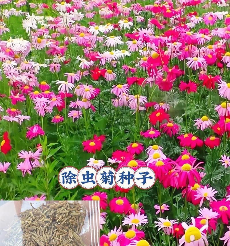 以家养菊花的养殖方法（打造家居花园，如何正确养殖菊花）-第2张图片-绿意生活