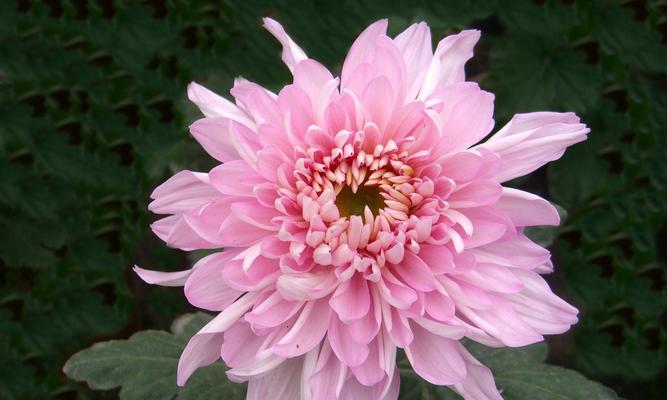 以家养菊花的养殖方法（打造家居花园，如何正确养殖菊花）-第1张图片-绿意生活
