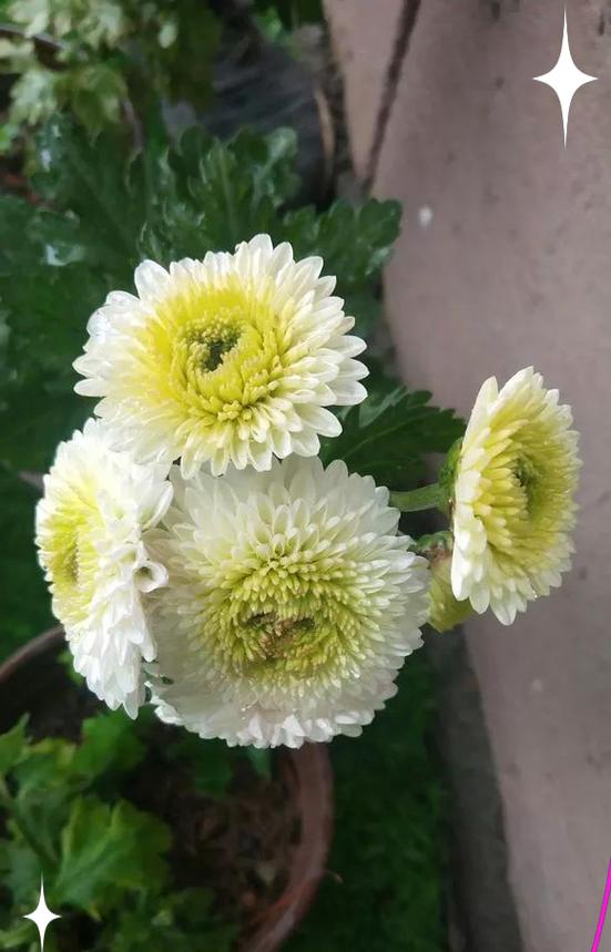 以家养菊花的养殖方法（打造家居花园，如何正确养殖菊花）-第3张图片-绿意生活