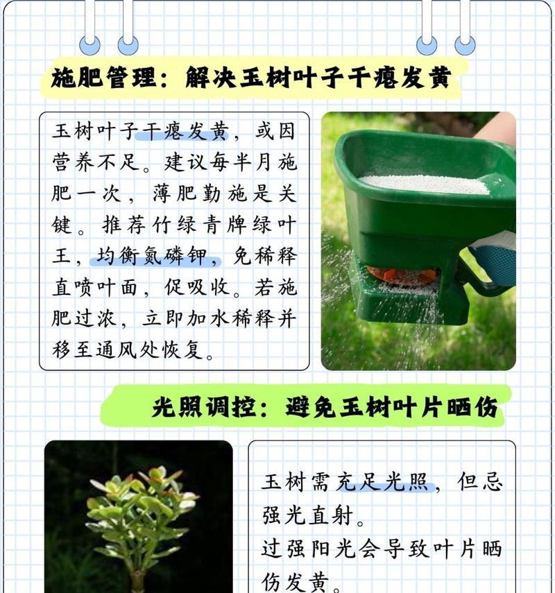 揭秘玉树卷叶子之谜（解析玉树卷叶子的成因与影响）-第1张图片-绿意生活