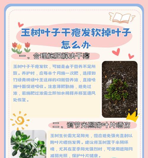 揭秘玉树卷叶子之谜（解析玉树卷叶子的成因与影响）-第2张图片-绿意生活