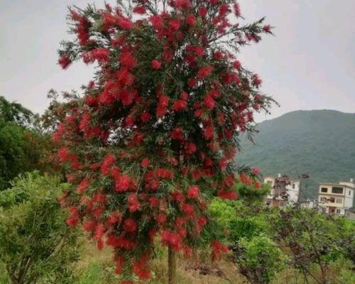 千层树养护全攻略（打造美丽庭院的必备指南）-第1张图片-绿意生活
