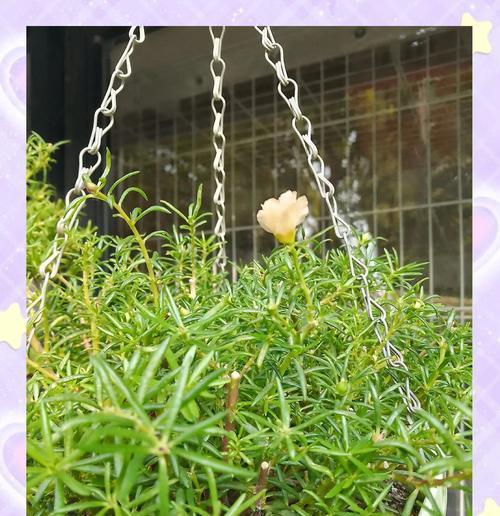 以大花马齿笕的种植方法与技巧（从选种到养护，助你成功种植大花马齿笕）-第1张图片-绿意生活
