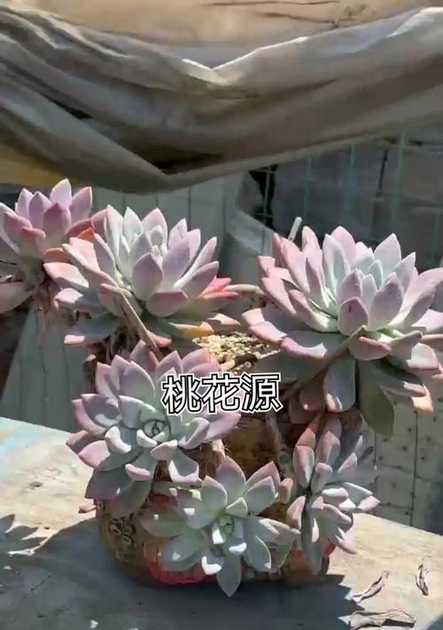 盆桃花的养殖技巧（打造盆桃花的美丽园林——从养殖到繁衍）-第1张图片-绿意生活