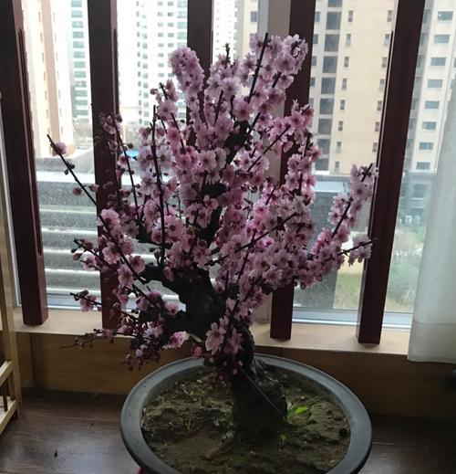 盆桃花的养殖技巧（打造盆桃花的美丽园林——从养殖到繁衍）-第3张图片-绿意生活