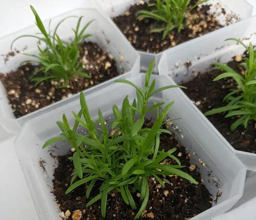 满天星的养护指南——让花朵更加绚丽耀眼（满天星发芽期的关键养护技巧，为你的花园增添美丽和色彩）-第2张图片-绿意生活