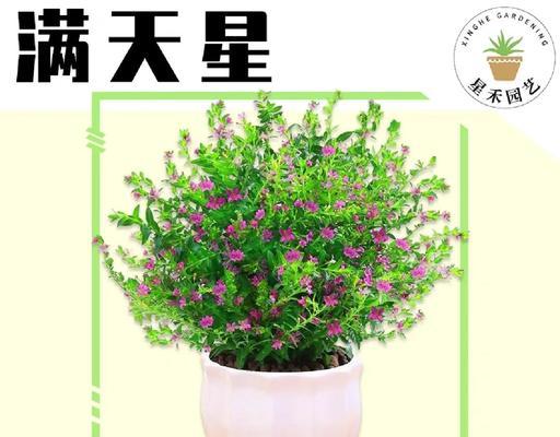 满天星的养护指南——让花朵更加绚丽耀眼（满天星发芽期的关键养护技巧，为你的花园增添美丽和色彩）-第1张图片-绿意生活