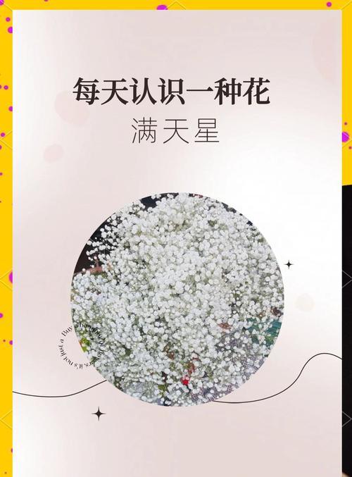 满天星的养护指南——让花朵更加绚丽耀眼（满天星发芽期的关键养护技巧，为你的花园增添美丽和色彩）-第3张图片-绿意生活