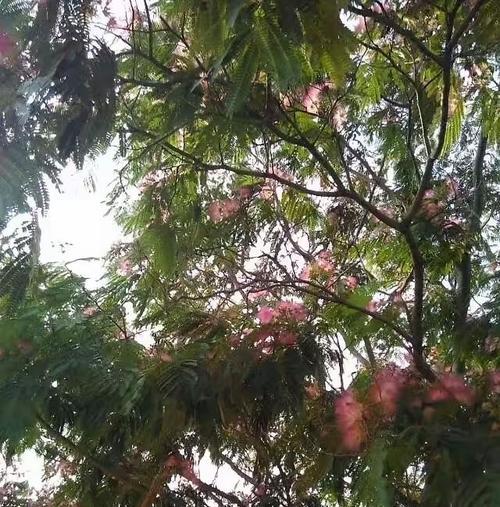 合欢树的生长状况如何？（探究合欢树的生长环境和影响因素）-第1张图片-绿意生活