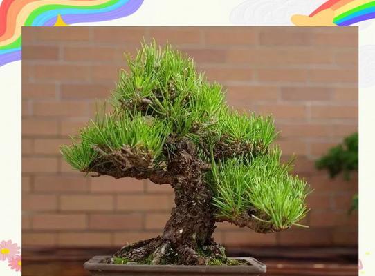 湿润盆栽土壤的处理方法（如何改善过湿的盆栽土壤）-第1张图片-绿意生活