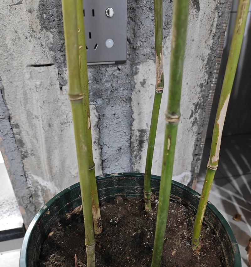 湿润盆栽土壤的处理方法（如何改善过湿的盆栽土壤）-第3张图片-绿意生活