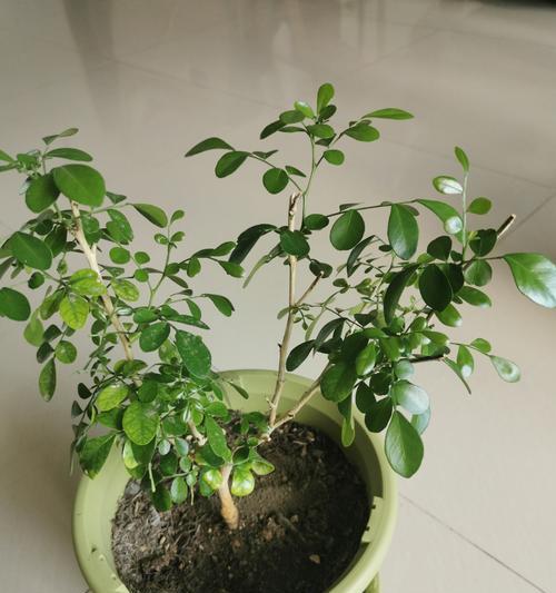 探索九里香花朵长不大的原因与解决方法（解密九里香花朵生长的秘密，让它绽放美丽）-第1张图片-绿意生活