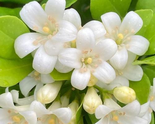 探索九里香花朵长不大的原因与解决方法（解密九里香花朵生长的秘密，让它绽放美丽）-第3张图片-绿意生活