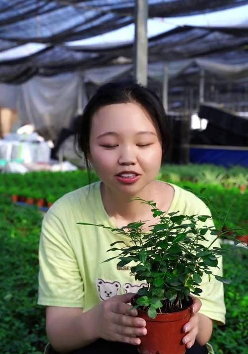 探索九里香花朵长不大的原因与解决方法（解密九里香花朵生长的秘密，让它绽放美丽）-第2张图片-绿意生活