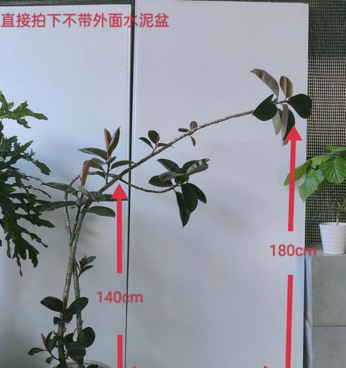 如何培养橡皮树侧枝长粗（提高橡皮树侧枝粗壮度的实用技巧）-第1张图片-绿意生活