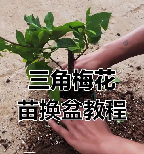 换盆技巧，轻松脱盆不再烦恼（一招就搞定，让植物安心换盆）-第1张图片-绿意生活