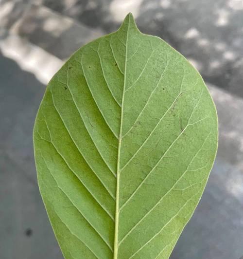 探究家养树叶分叉的原因与解决方法（解读树叶分叉现象，打造健康的家庭绿化环境）-第1张图片-绿意生活