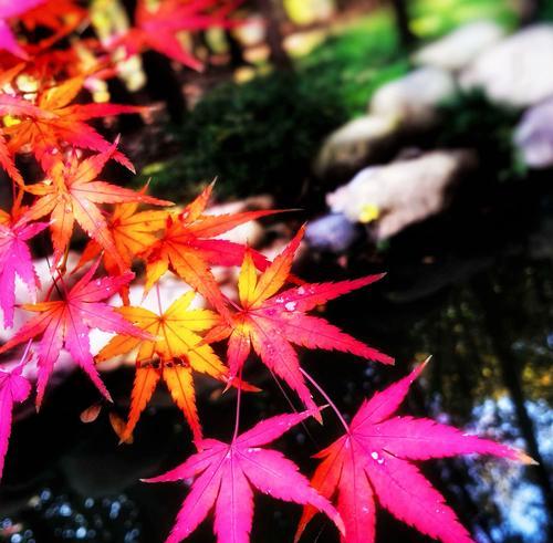 红枫花语与寓意（探究红枫的内涵及象征意义）-第2张图片-绿意生活