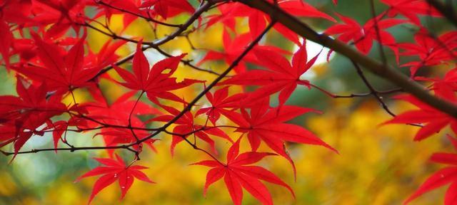 红枫花语与寓意（探究红枫的内涵及象征意义）-第1张图片-绿意生活
