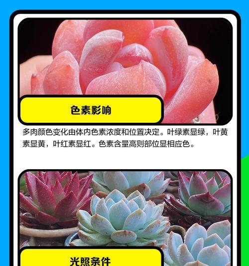 揭秘多肉为何如此发亮（多肉之美）-第2张图片-绿意生活