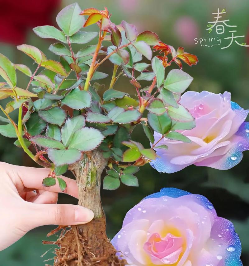 玫瑰的成长之道（探索玫瑰的生长过程，从栽培到绽放）-第2张图片-绿意生活