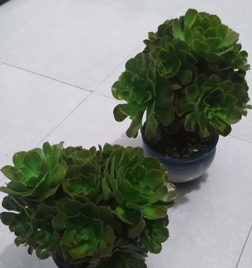 室内养花无阳光怎么办？（解决方法与技巧，让你的花朵依旧绽放）-第2张图片-绿意生活