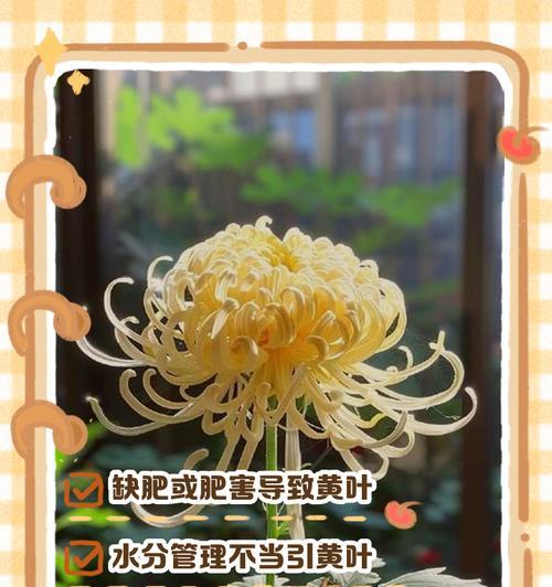 菊花叶子为何会发红？（探究菊花叶子发红的原因和可能的影响）-第2张图片-绿意生活