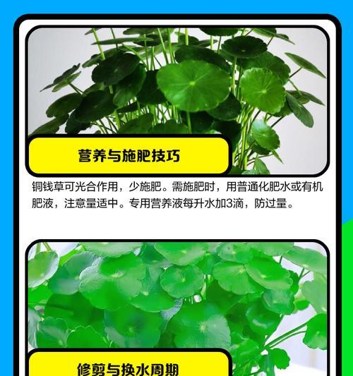 铜钱草叶子边缘黄的原因及处理方法（揭开铜钱草叶子边缘黄的谜团，为您解决问题！）-第2张图片-绿意生活