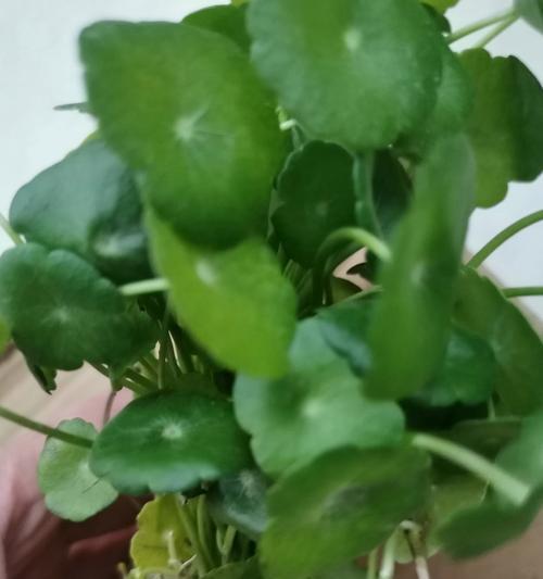 铜钱草叶子边缘黄的原因及处理方法（揭开铜钱草叶子边缘黄的谜团，为您解决问题！）-第3张图片-绿意生活