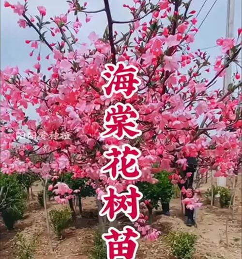以西府海棠海棠怎么养的细节揭秘（养护方法、病虫害防治、施肥要点、剪枝技巧、常见问题解答）-第1张图片-绿意生活