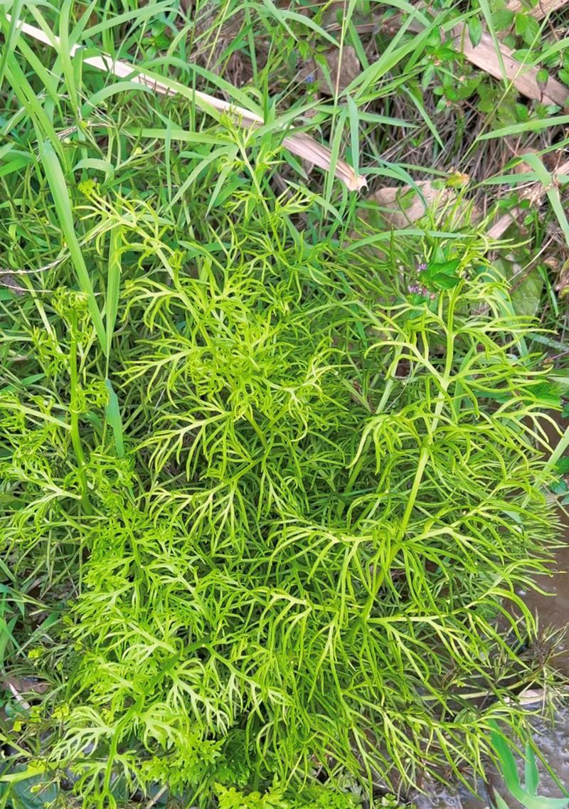 如何正确养护蕨类花卉（掌握关键要点，让你的蕨类花卉健康茁壮）-第1张图片-绿意生活