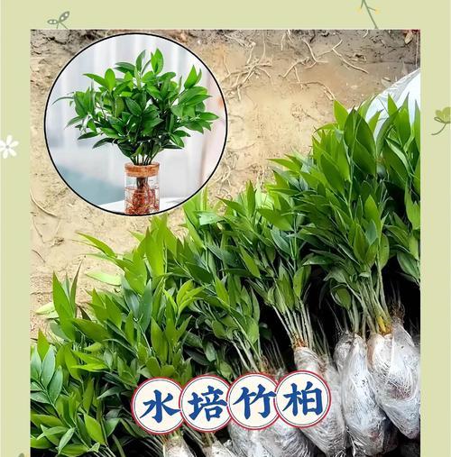 以竹柏种子怎么种——探索竹柏树的繁殖之道（从种子到参天大树，看竹柏如何生根发芽）-第2张图片-绿意生活