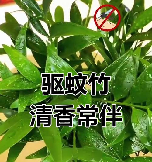 竹子养护指南（掌握关键技巧，让竹子无所遁形）-第1张图片-绿意生活