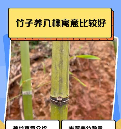 竹子养护指南（掌握关键技巧，让竹子无所遁形）-第2张图片-绿意生活