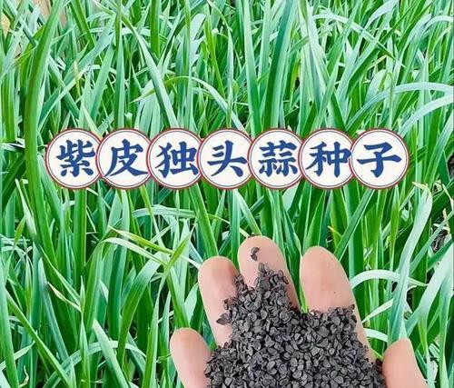 大蒜的繁殖方式剖析（了解大蒜的生长周期和繁殖方法）-第1张图片-绿意生活