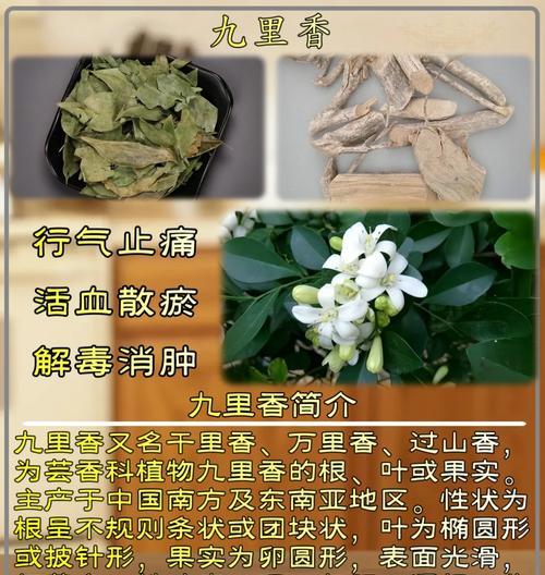 九里香叶片发黄原因与处理方法（探究九里香叶片发黄的根本原因和有效的处理方法）-第3张图片-绿意生活