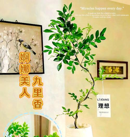 九里香叶片发黄原因与处理方法（探究九里香叶片发黄的根本原因和有效的处理方法）-第2张图片-绿意生活