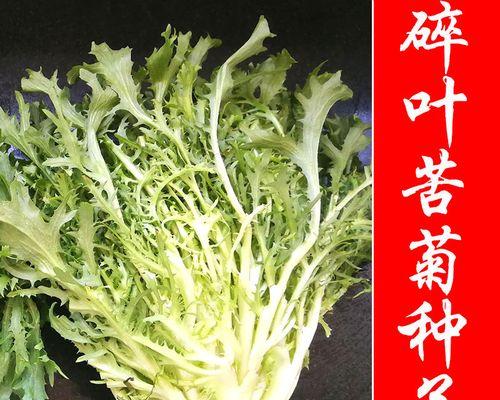 以种的蔬菜种植技巧（如何成功地种植以种的蔬菜）-第3张图片-绿意生活