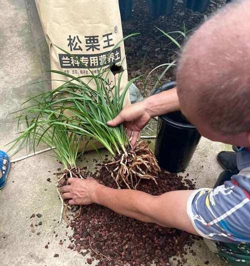 兰花修根与养护技巧（掌握兰花修根的步骤和注意事项，打造健康美丽的兰花）-第3张图片-绿意生活