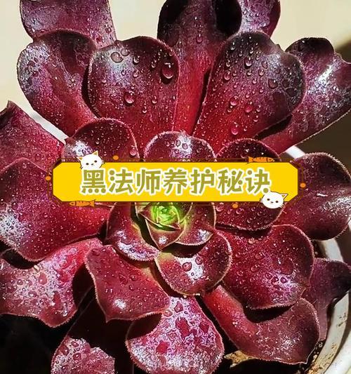 多肉黑发师遭遇不公，如何应对？（探讨多肉黑发师面临的困境及解决之道）-第3张图片-绿意生活