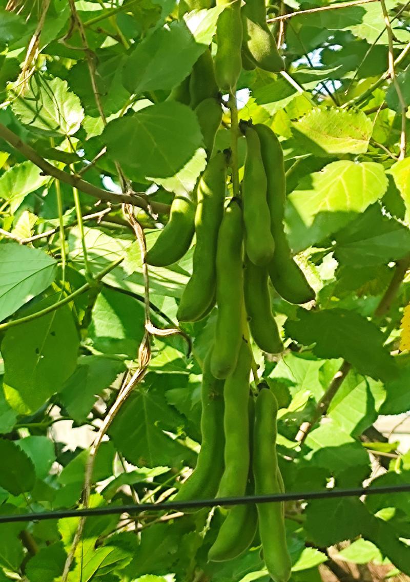 藤本植物的神奇世界（探索藤本植物的生态、分布与应用）-第1张图片-绿意生活