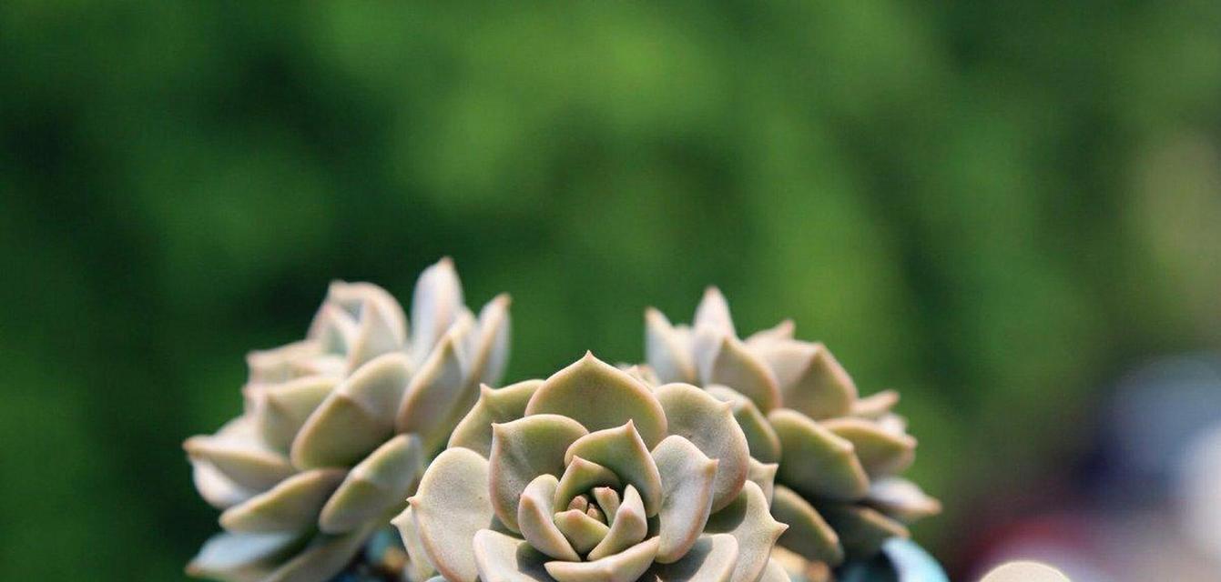 夏天如何养护多肉白牡丹？（夏季多肉白牡丹的生长技巧与注意事项）-第2张图片-绿意生活