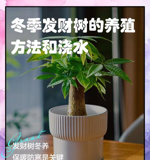 南方发财树的冬季养护秘籍（让您的南方发财树在寒冷冬季中茁壮成长）-第3张图片-绿意生活