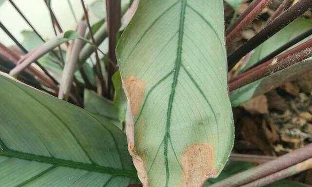 花卉叶子边缘发黑，原因及处理方法解析（揭秘花卉叶子边缘发黑的根源，教你科学护理）-第3张图片-绿意生活